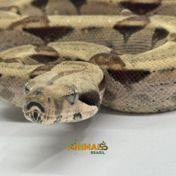 Jiboia Bci (Boa constrictor...