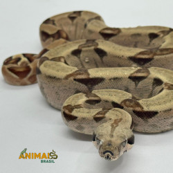 Jiboia Bci (Boa constrictor imperator) - A670